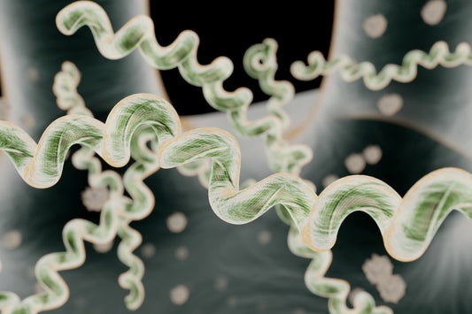 Breaking Down Biofilm: Why Lyme Can Be Hard to Resolve