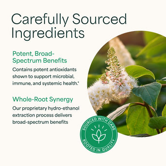 Japanese Knotweed - 2oz