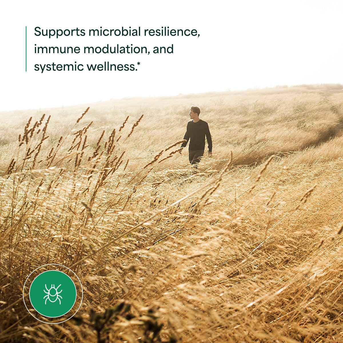 Japanese Knotweed - 2oz