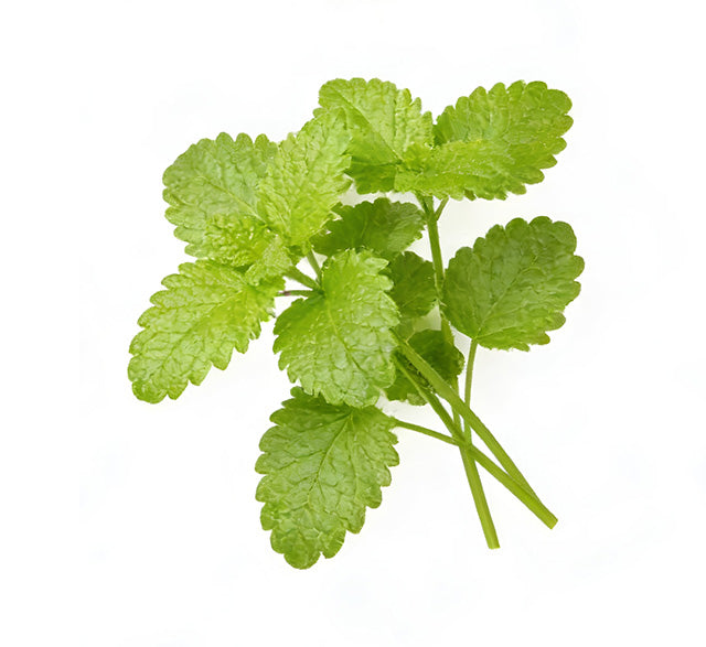 Lemon Balm Leaf 