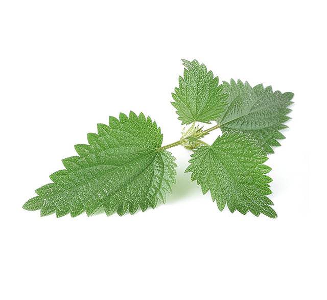 Stinging Nettle Leaf